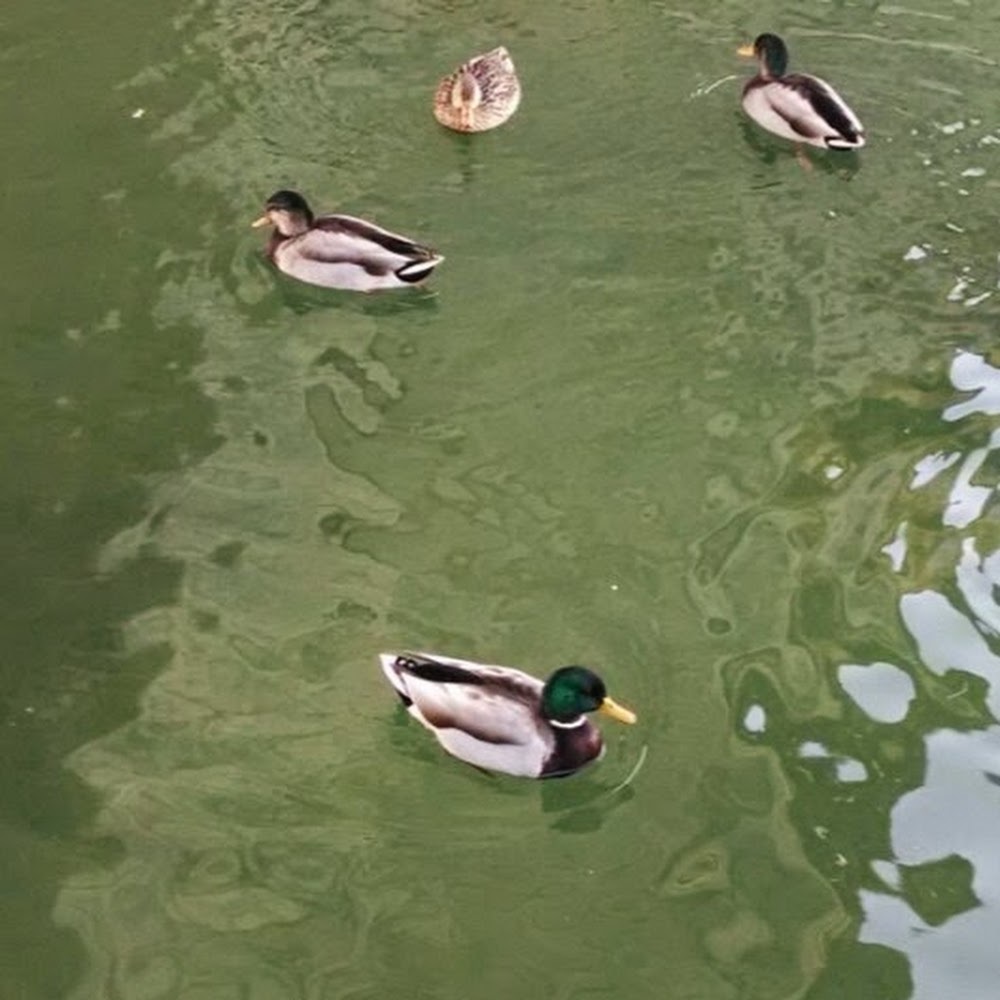 Meet your Posher, Briana